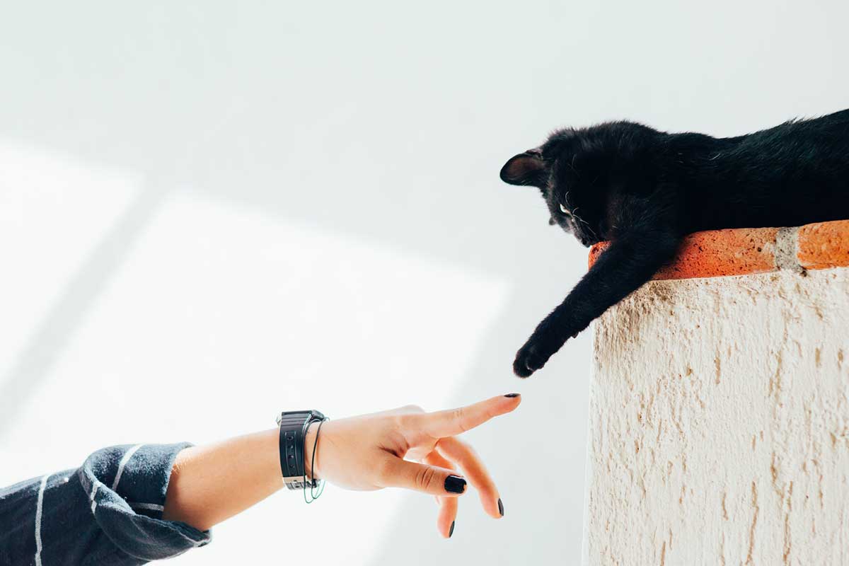 cat touching hand
